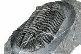 Prone Phacopid (Drotops) Trilobite - Mrakib, Morocco #357345-4